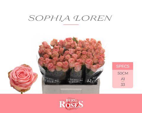 Rosa Sophia Loren 50cm