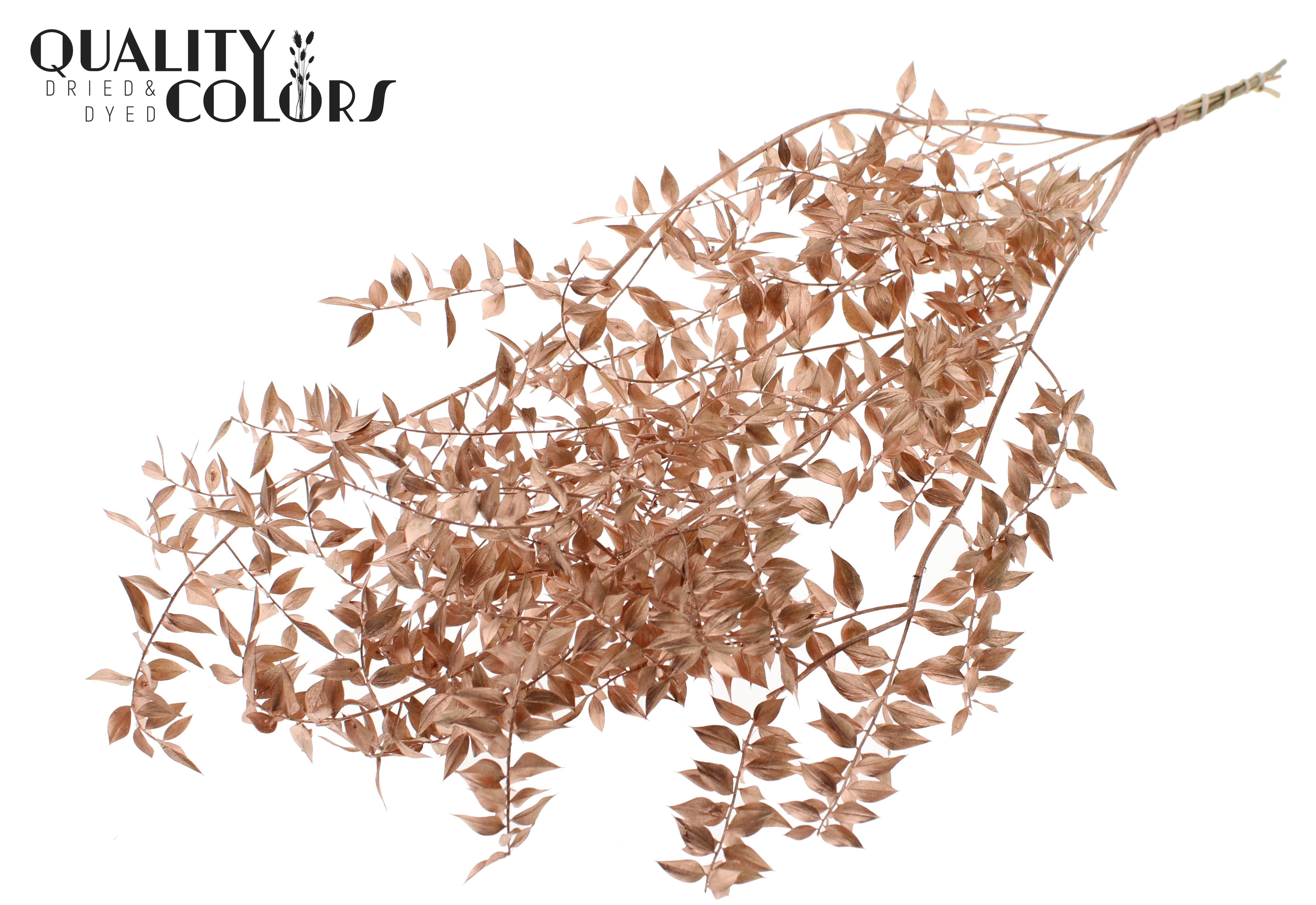 Ruscus Aculeatus Preserved Copper Per Bunch 70cm 1st