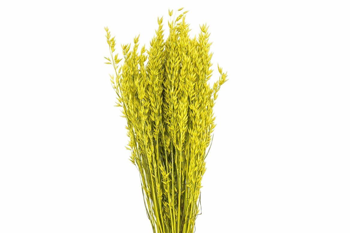 Dried Avena X5 Yellow Bunch