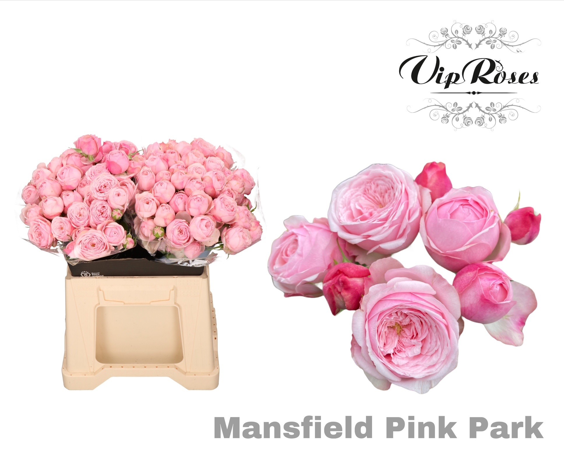 R Tr Pink Mansfi Park X20 40 cm