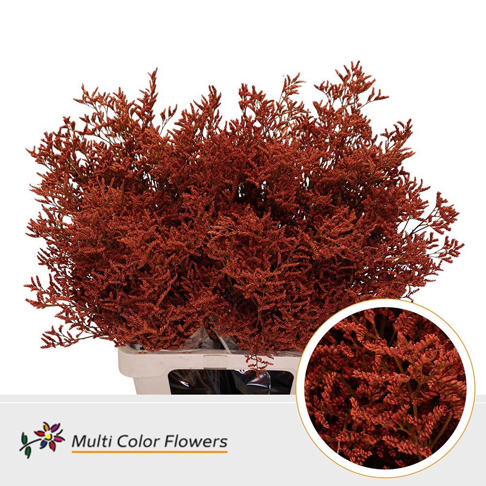 Limonium Painted Orange 70cm 30gr.