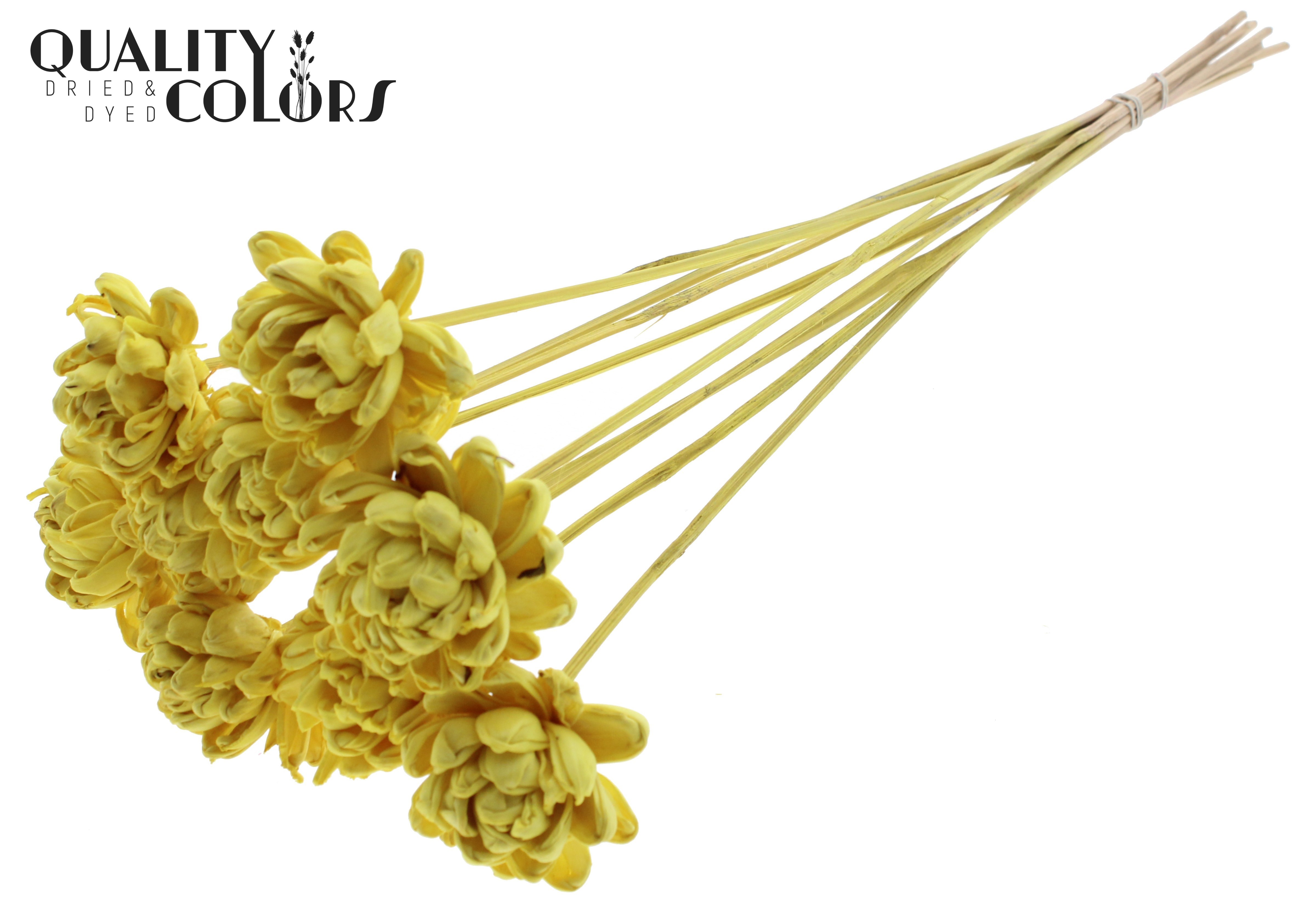 Shola New Beauty Rose Yellow 50cm