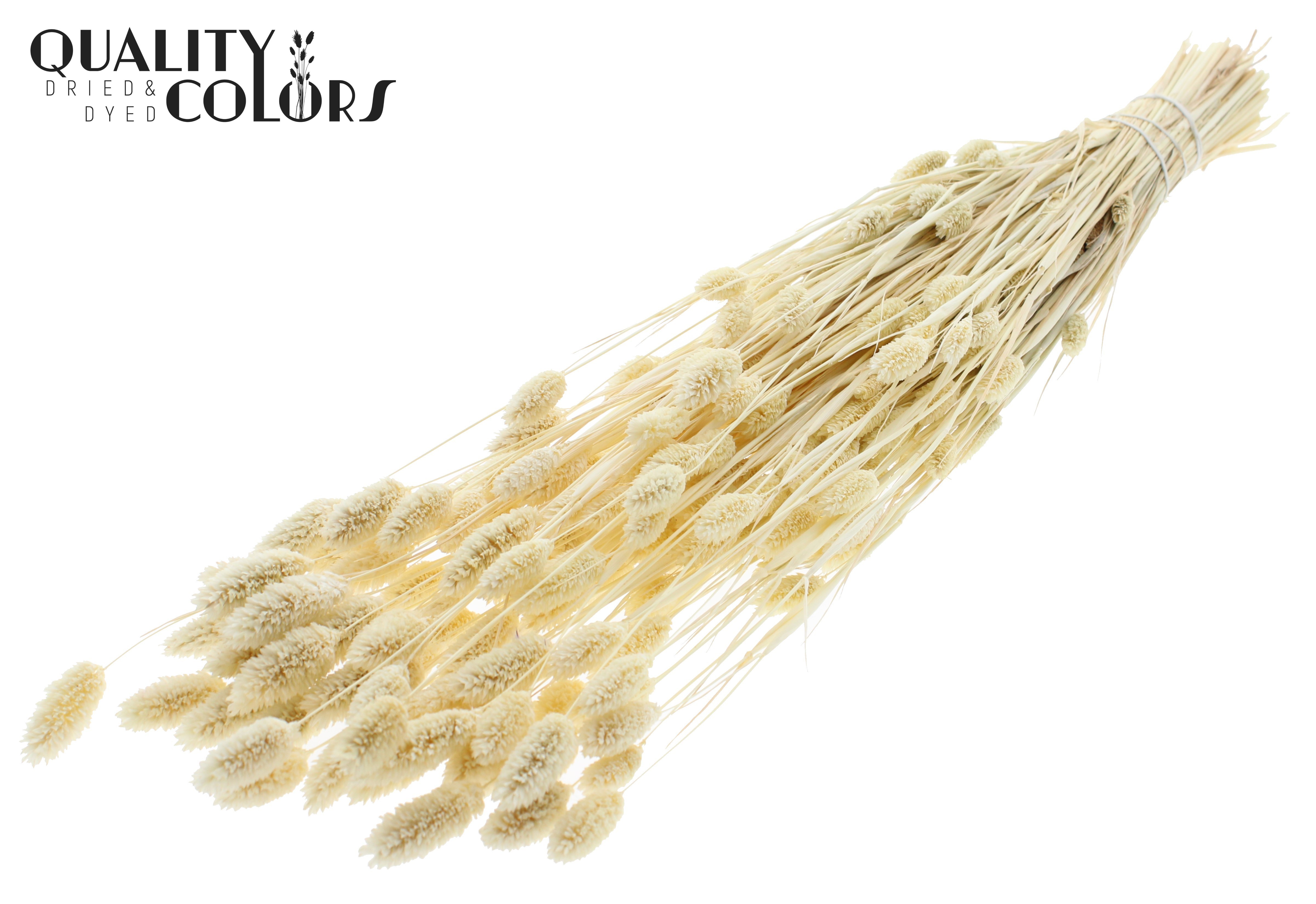 Phalaris Intense White Per Bunch 70cm 220gr.