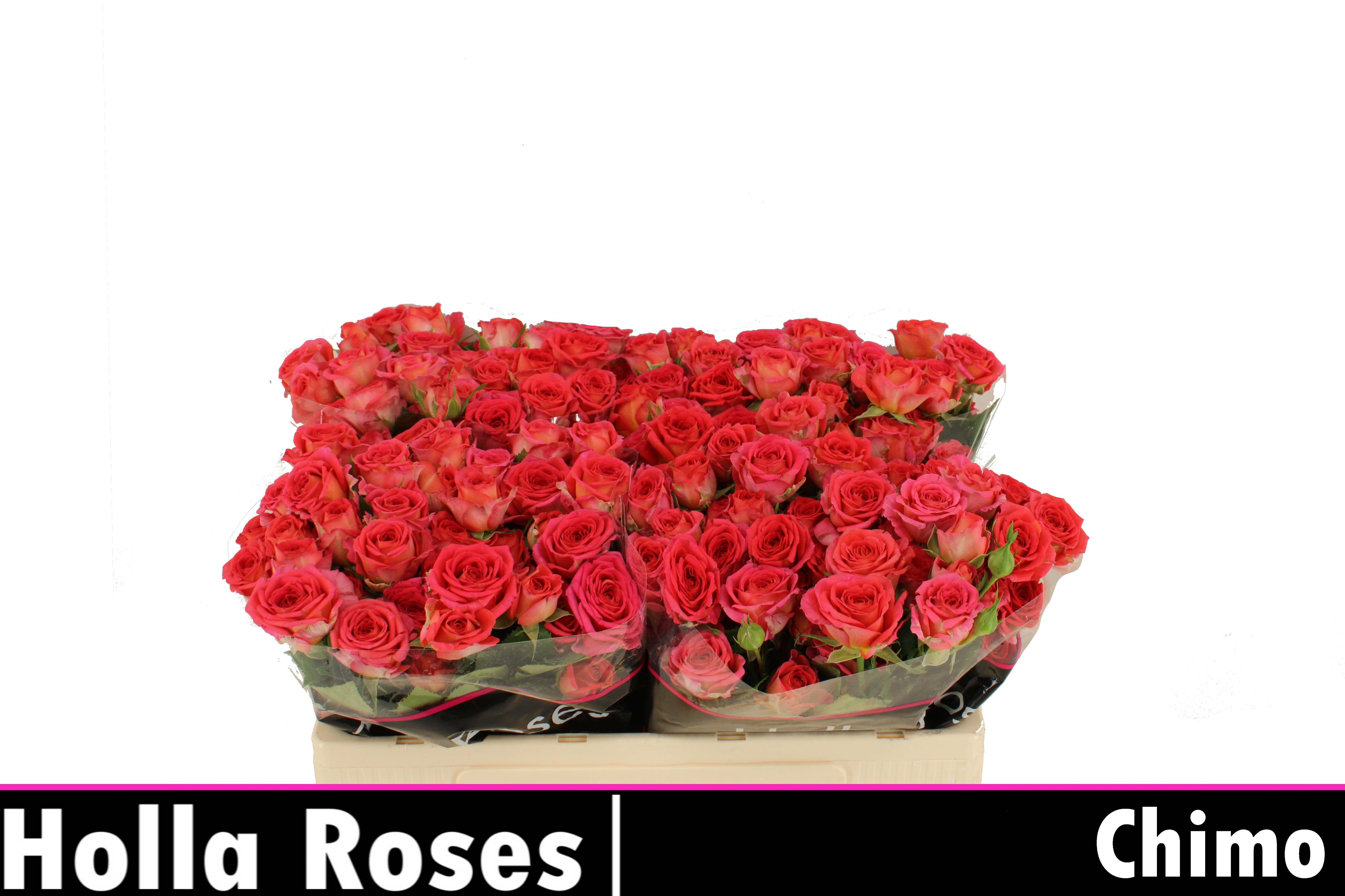 Rosa Spr Chimo 50cm