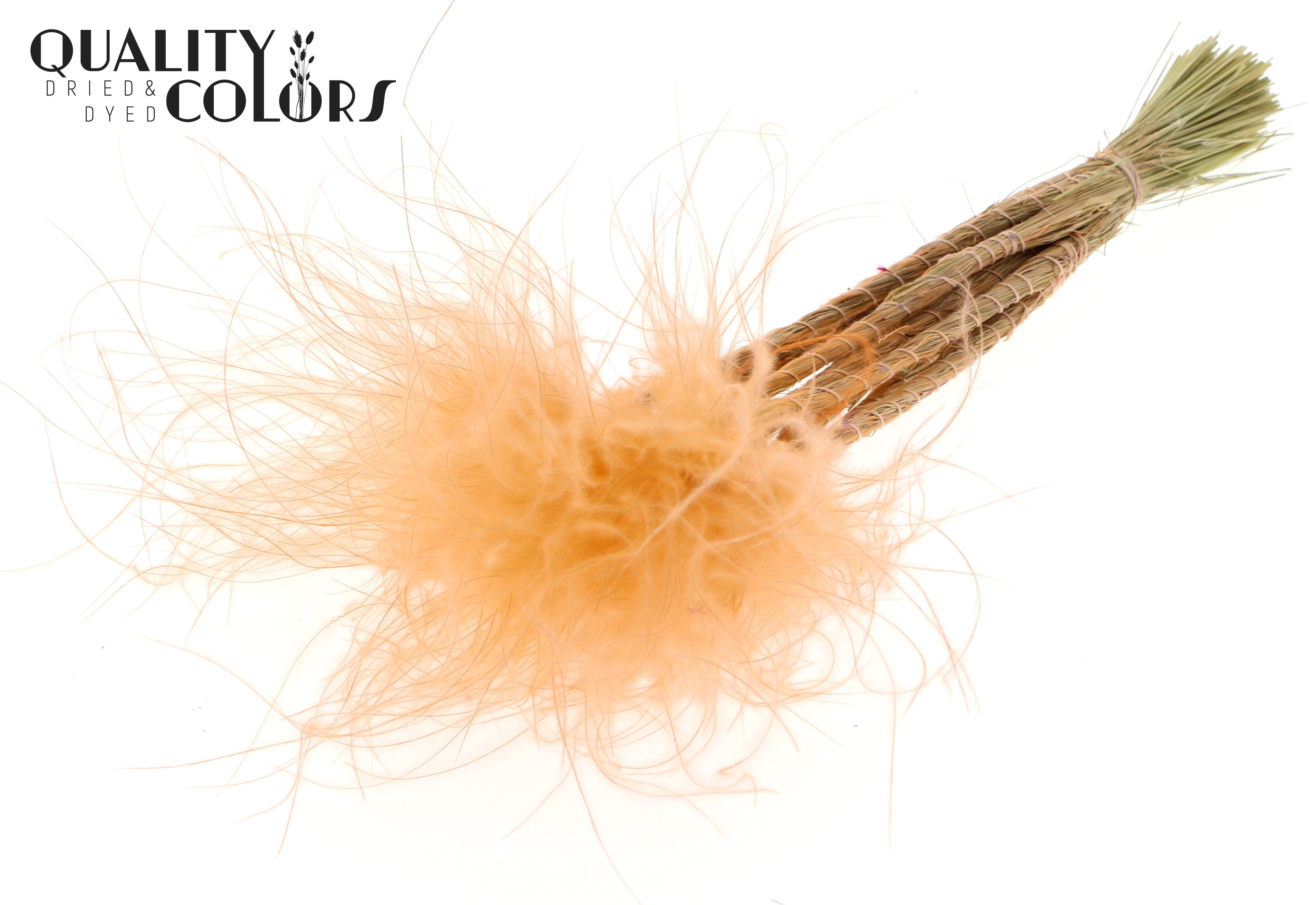 Stypha Pastel Salmon Per Bunch 60cm