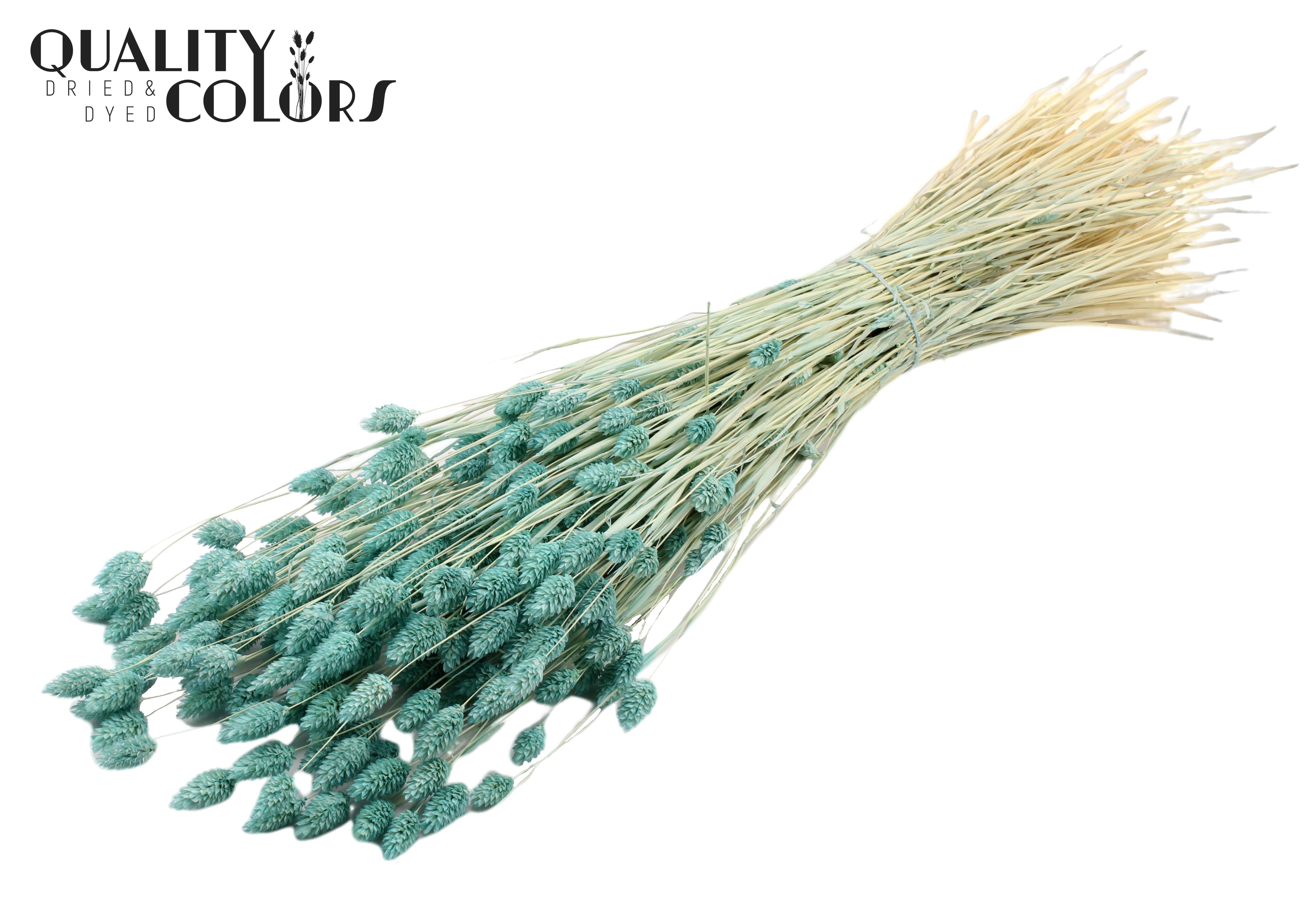 Phalaris Intense Light Blue Per Bunch 70cm 220gr.