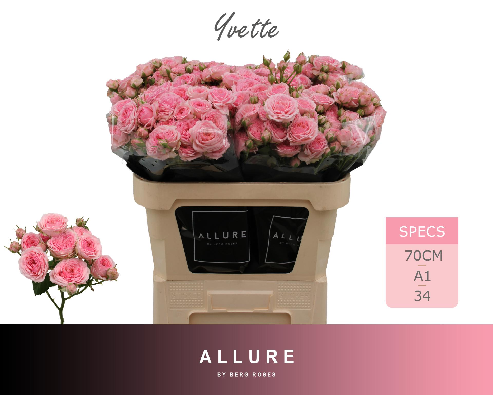 Rosa Spr Yvette 70cm