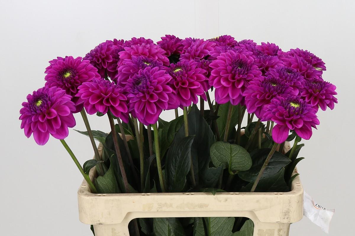 Dahlia Purple Fox