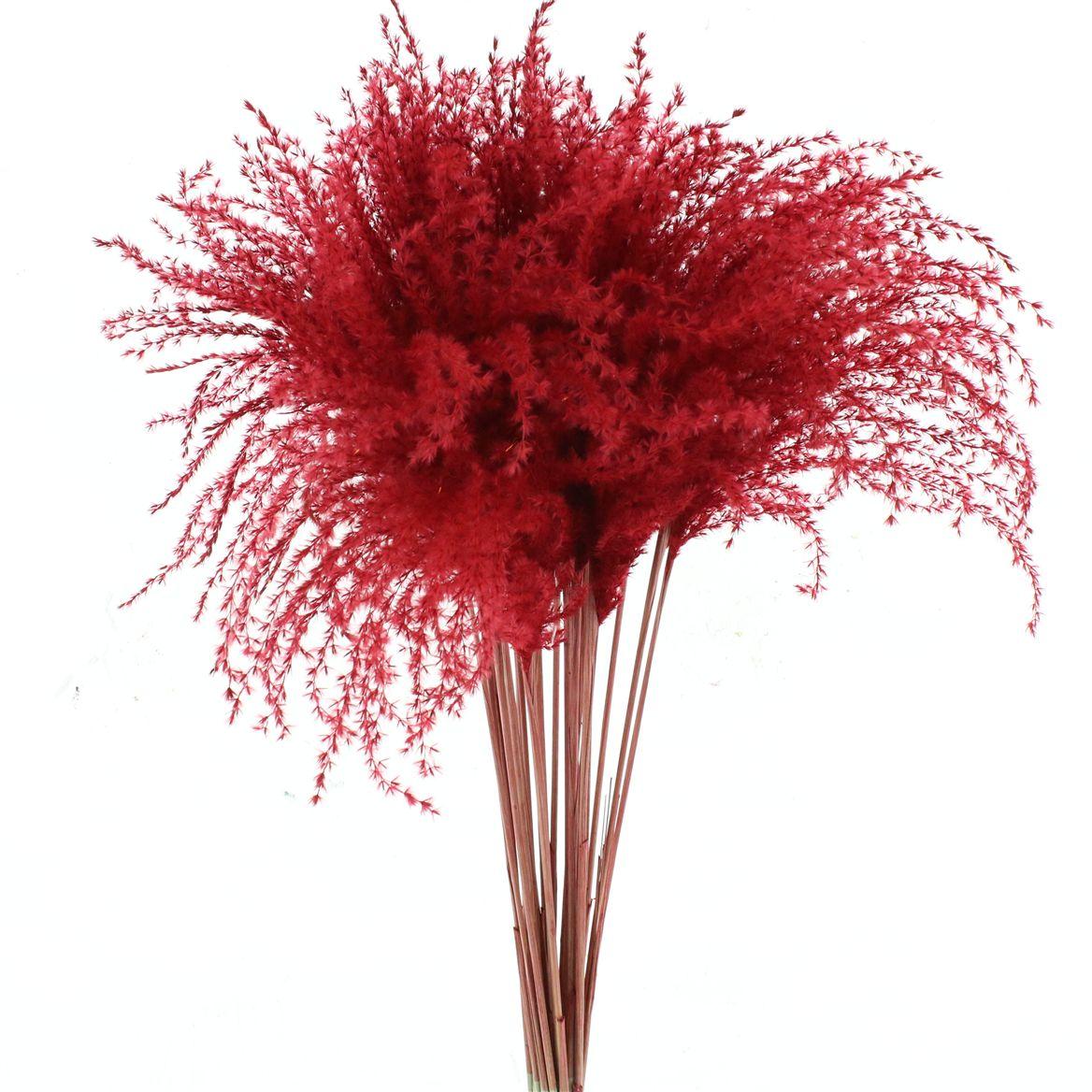 Dried Stipa Feather Red