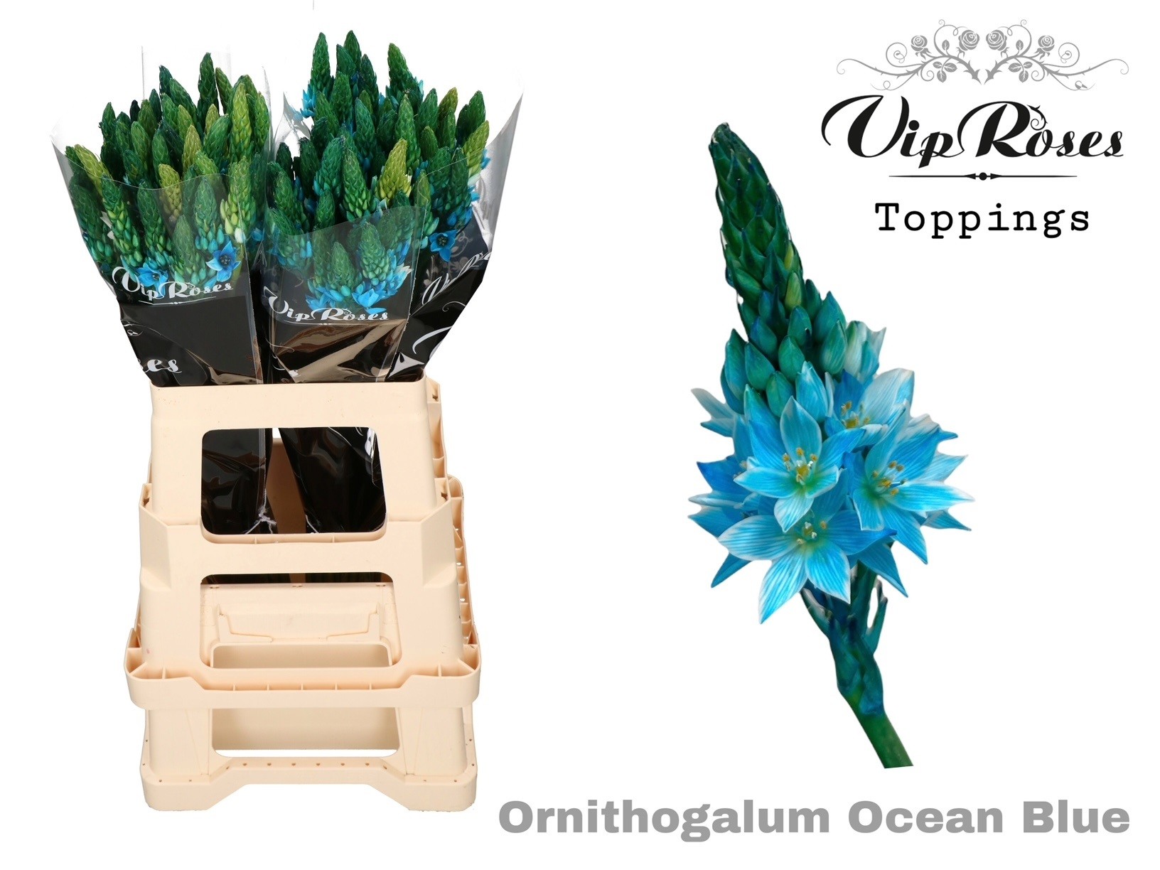 Ornit Mount Fuji Ocean Blue 60 cm