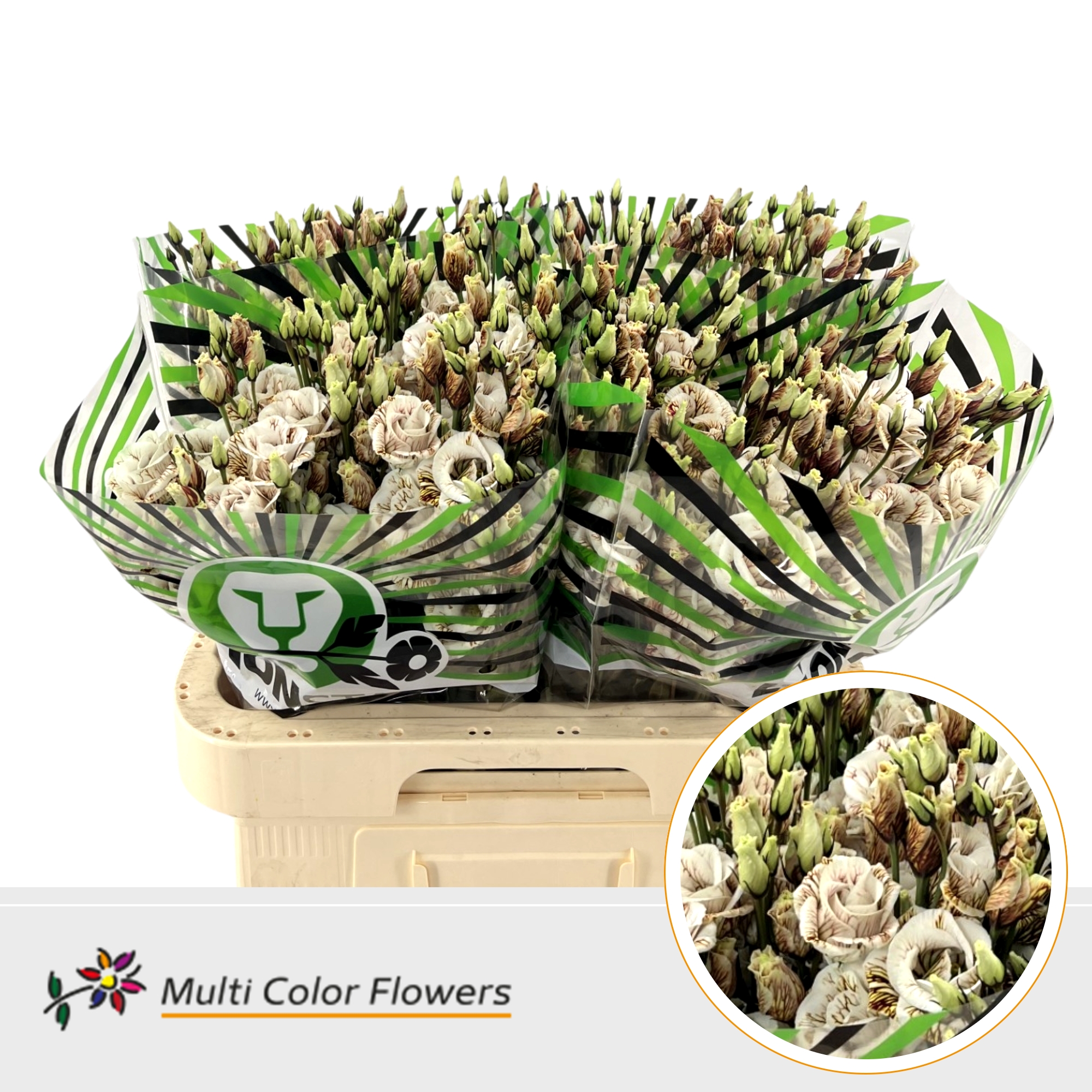 Eustoma Double Painted Brown 60cm