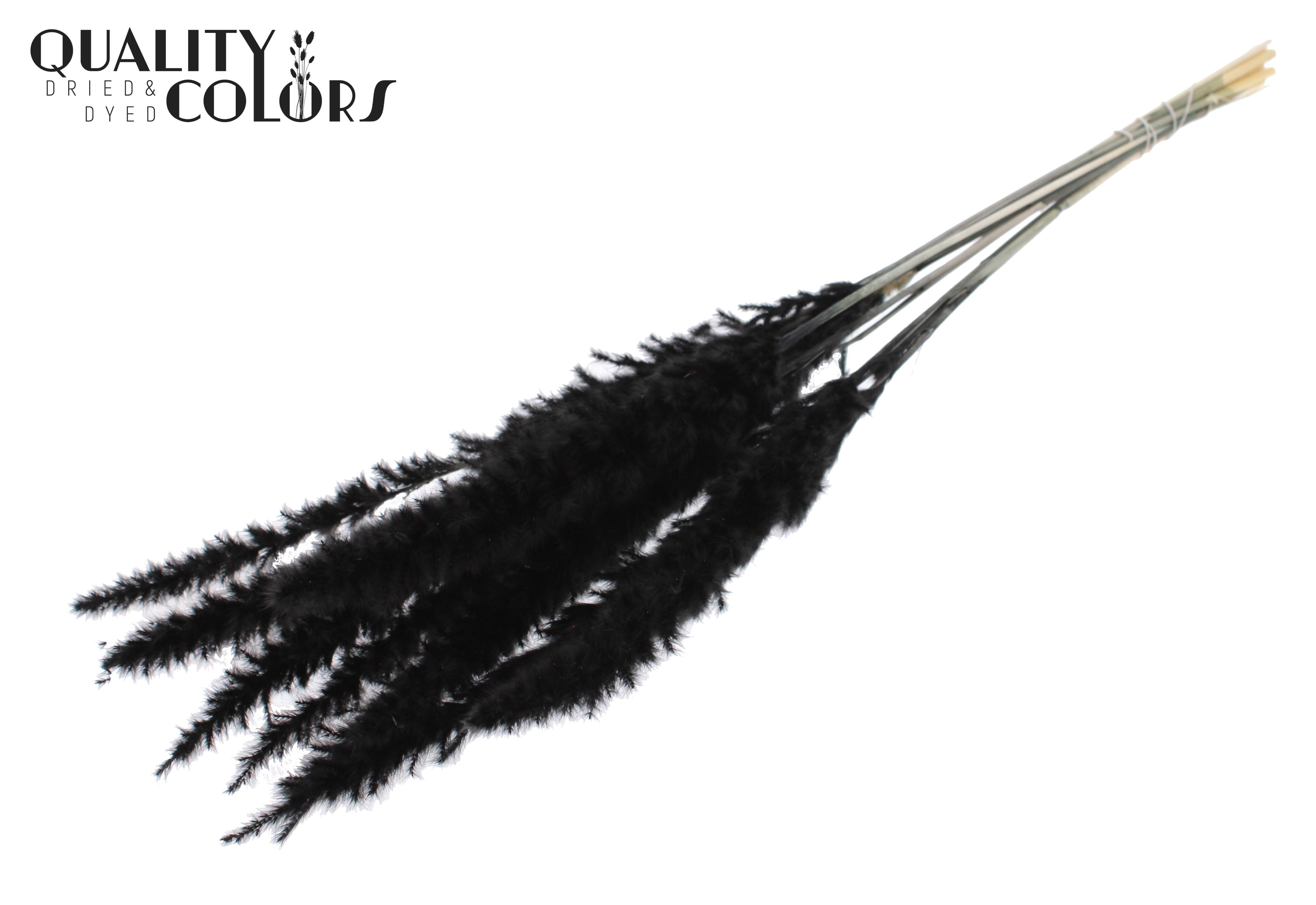 Fluffy Pampas Black Per Bunch 70cm