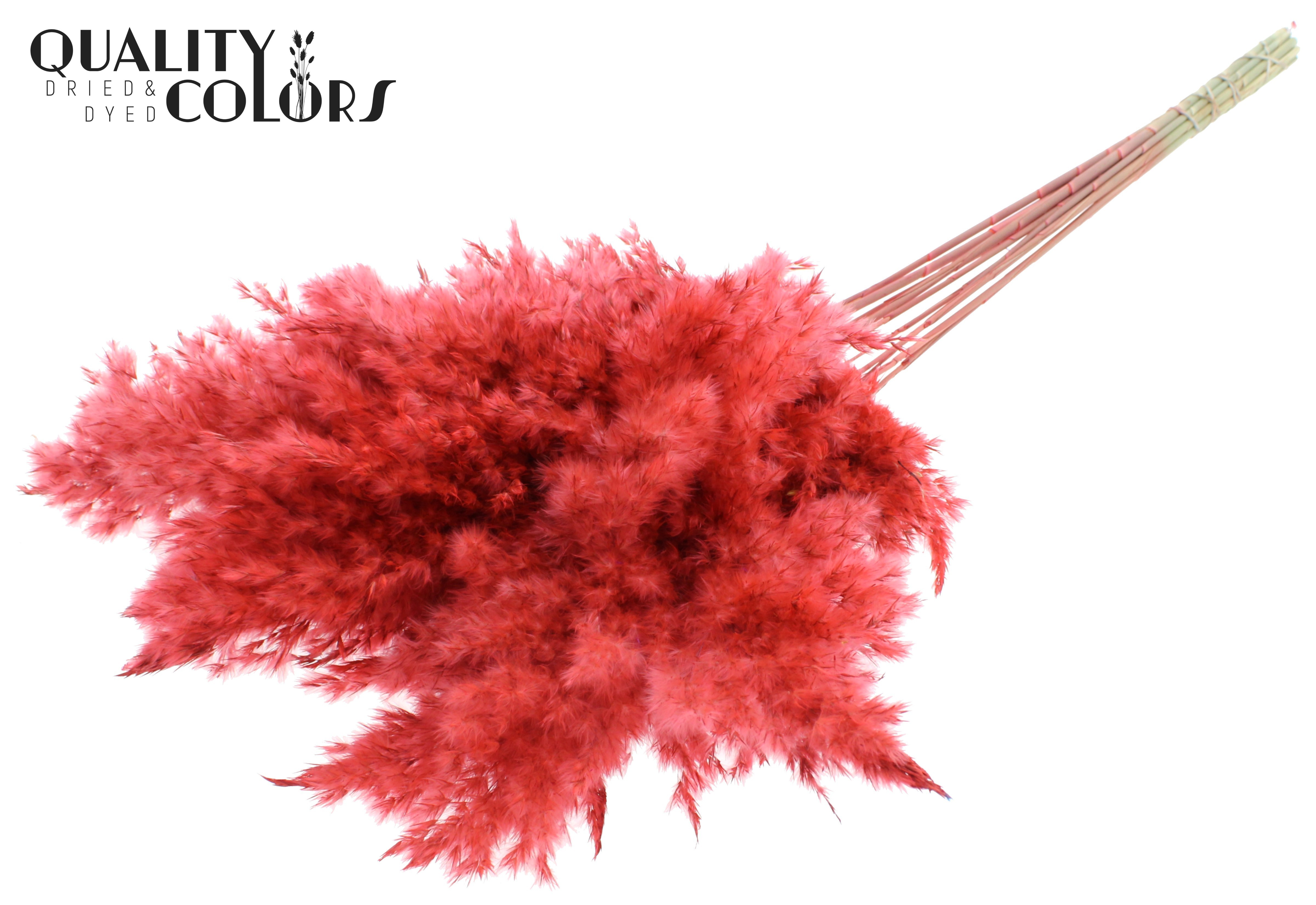 Pampas Grass Coral Per Bunch 70cm