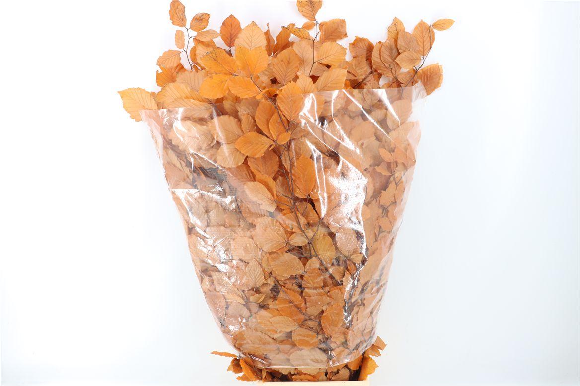 Pres Beuk Orange P Bunch
