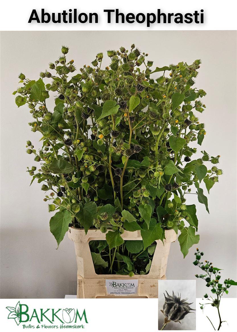 Abutilon Theophrasti