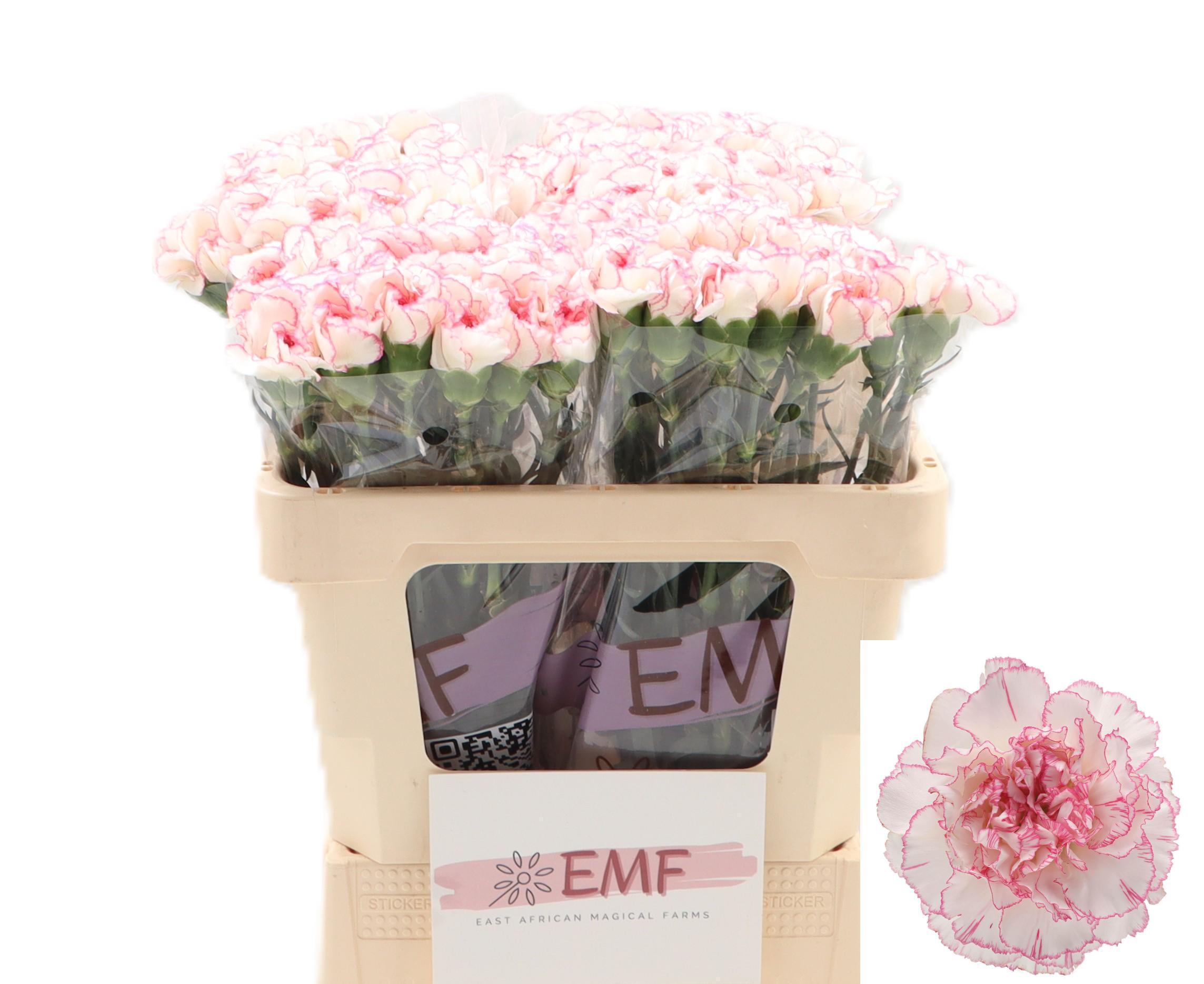 Dianthus Single Pastel Damascus 55cm