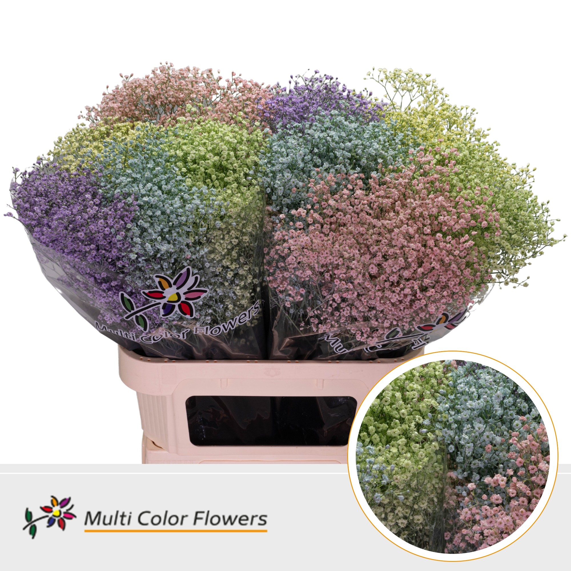 Gypsophila Painted Million Star Pastel Mix 80cm