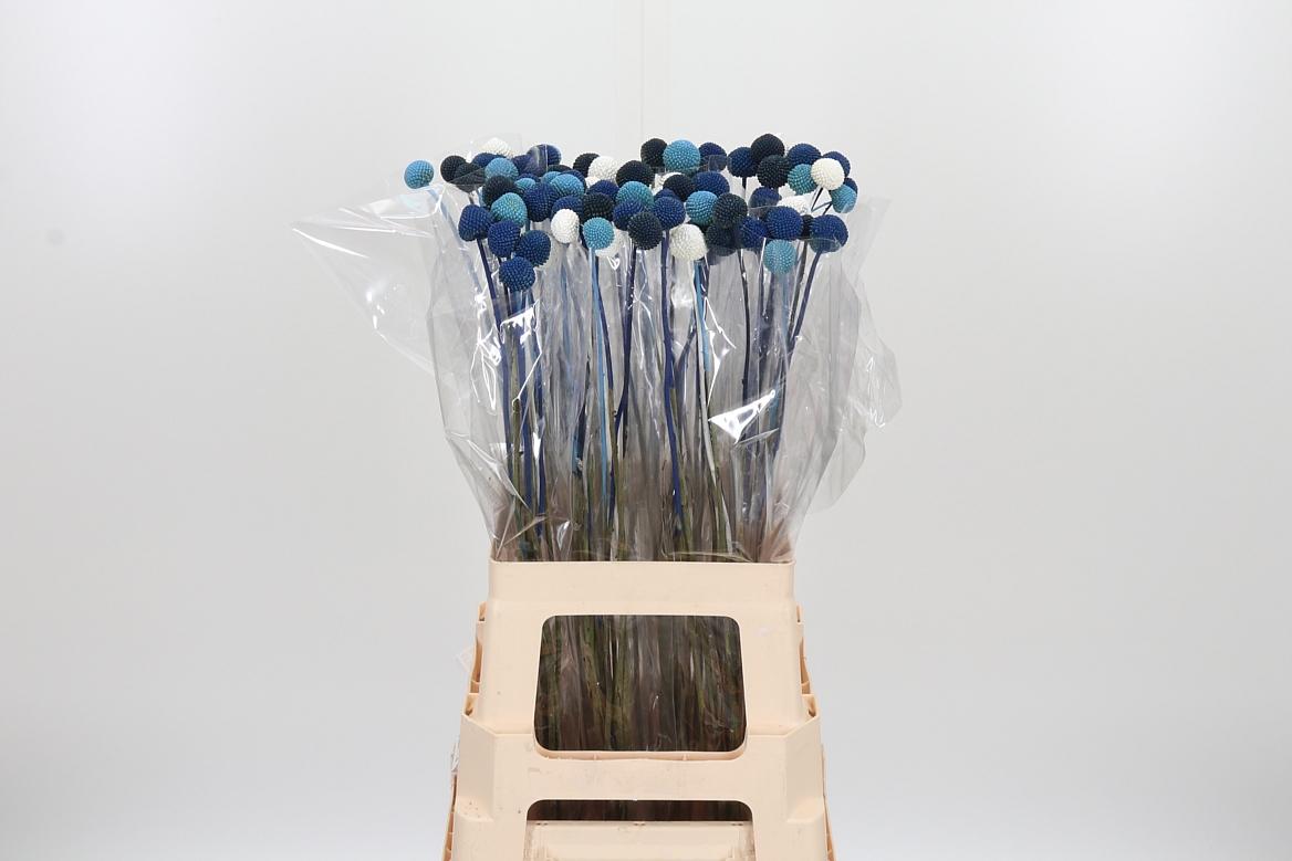 Craspedia Blue Lagon Mix