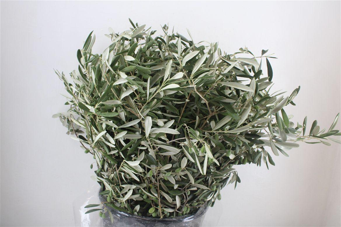 Olijf 400gr P Bunch