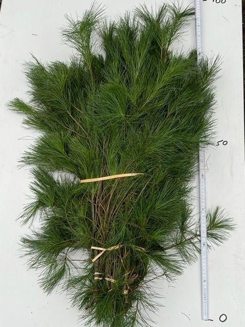 Pinus Strobus Per Bunch 90cm 450gr.