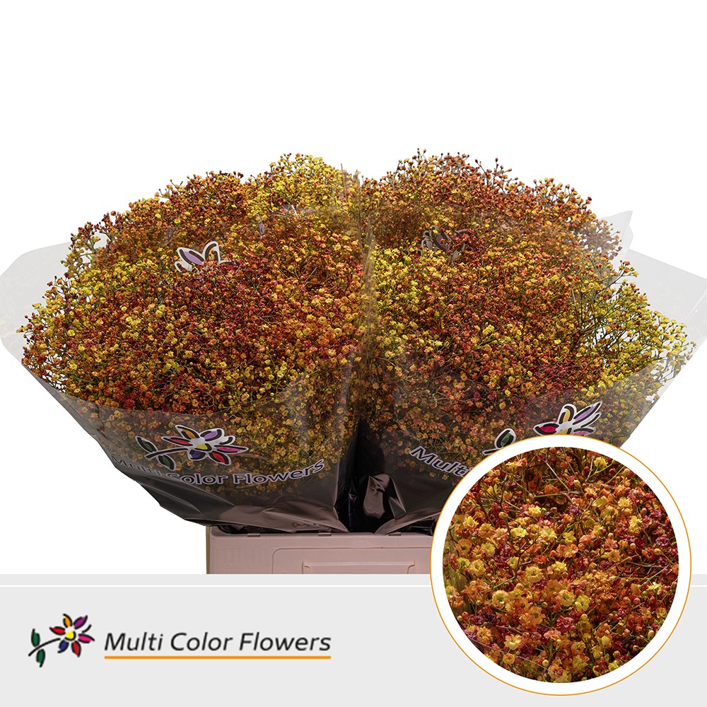 Gypsophila Painted Autumn Mix 70cm