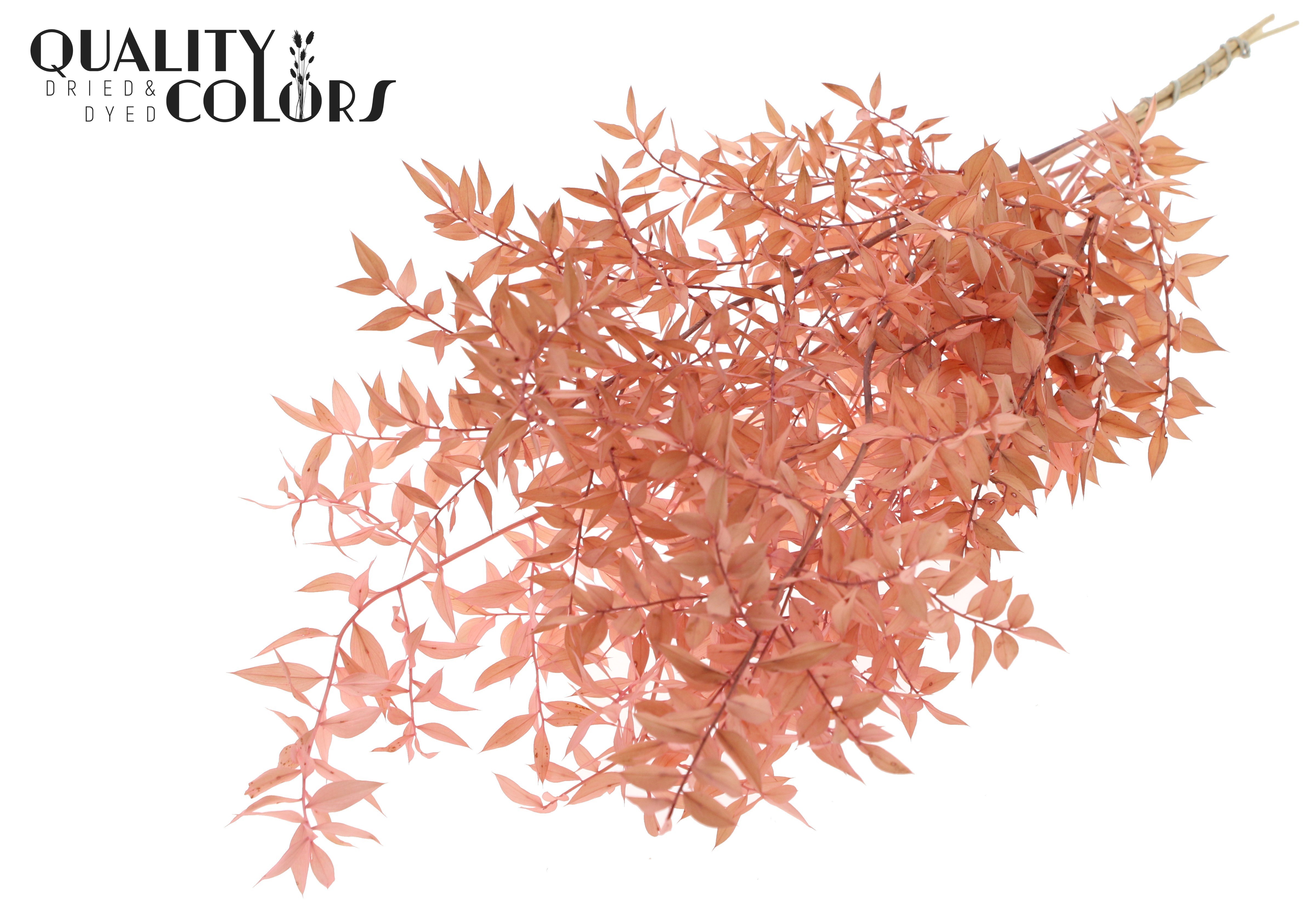 Ruscus Aculeatus Preserved Light Pink Per Bunch 70cm 1st