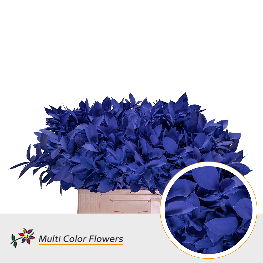 Ruscus Blauw Donker