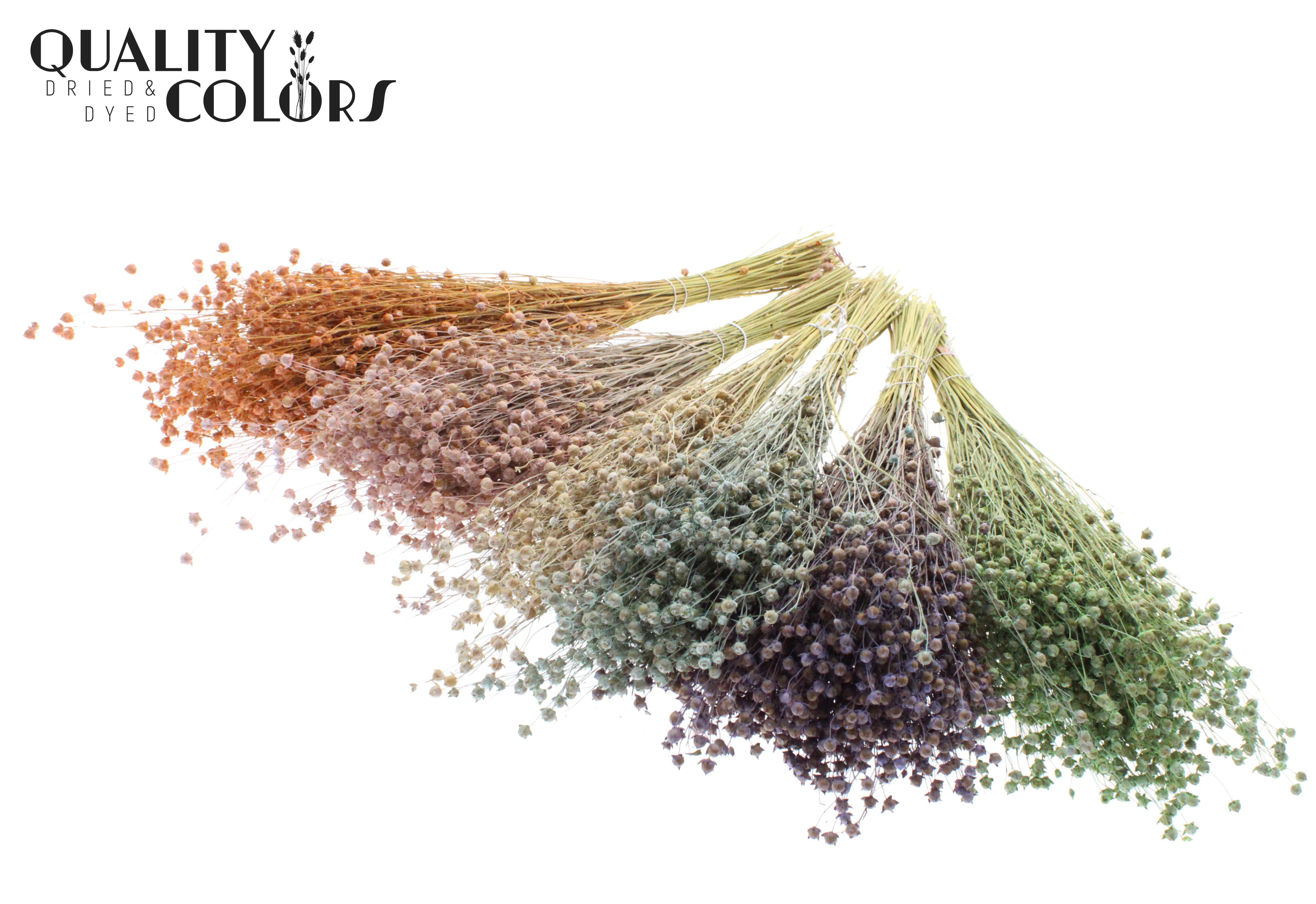 Lino Flax Frosted Mix Per Bunch 50cm