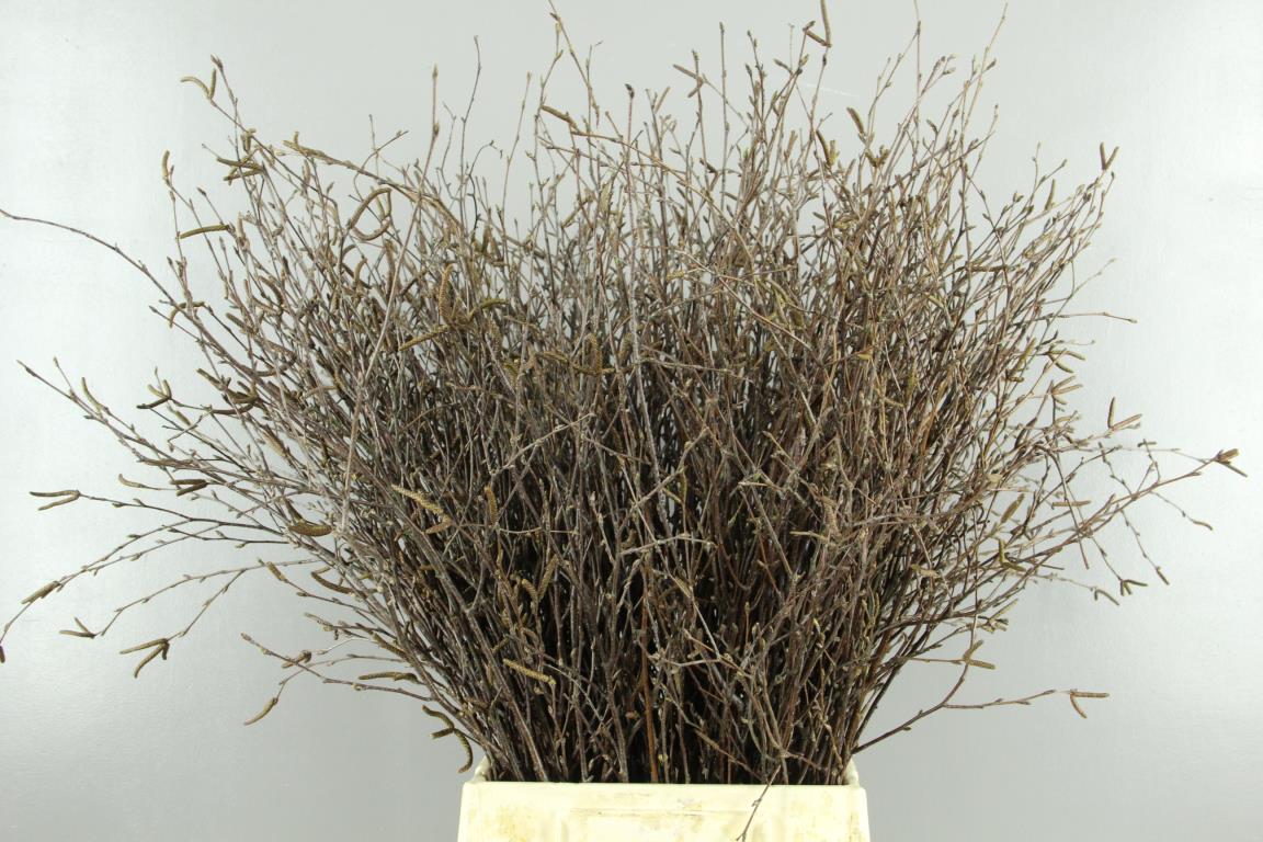 Betula Per Bunch 70cm