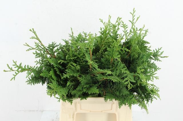 Coniferen Green 45cm