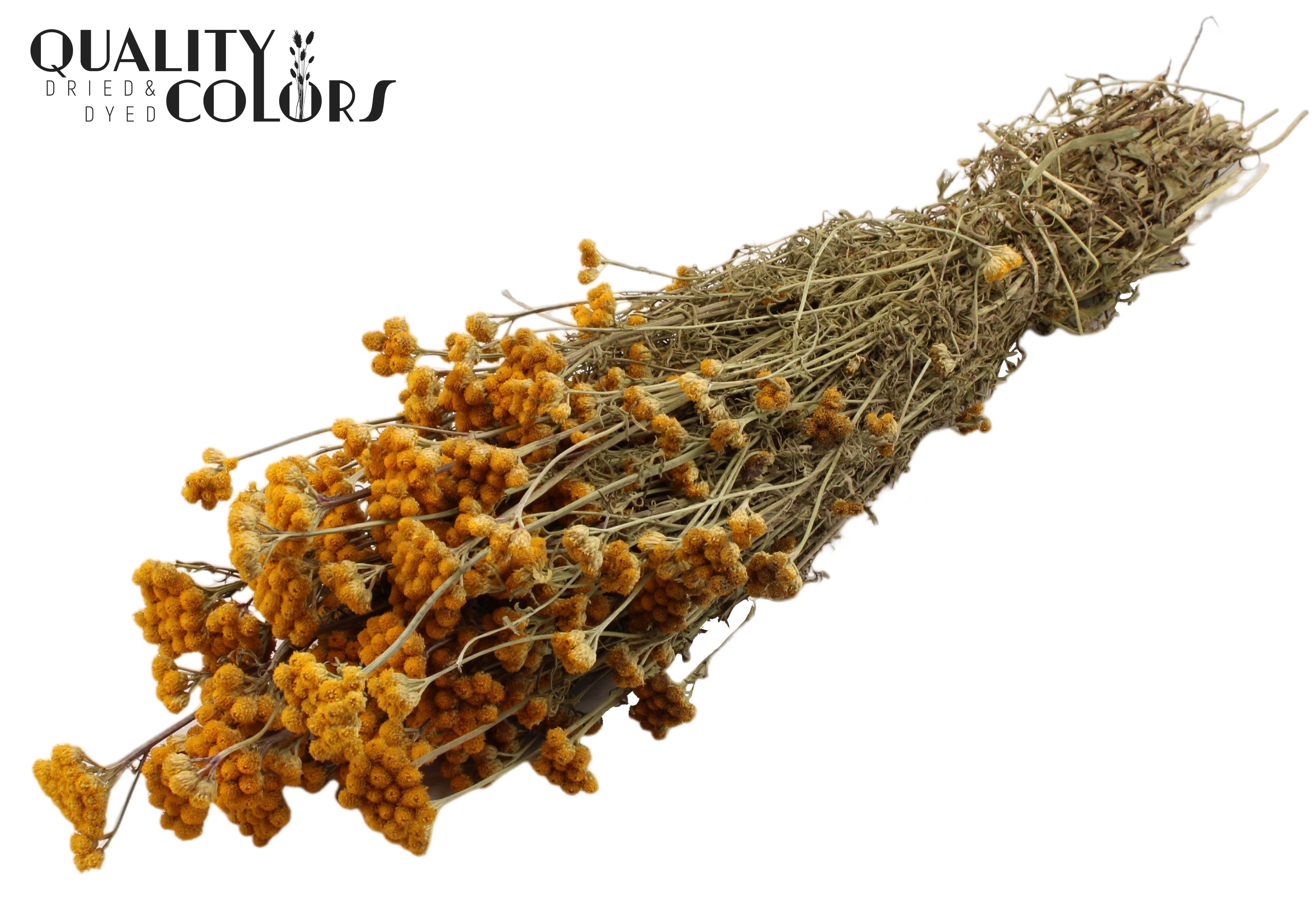 Lona Natural Per Bunch 50cm