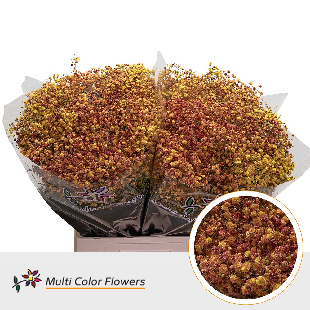Gypsophila Painted Xlence Autumn 70cm