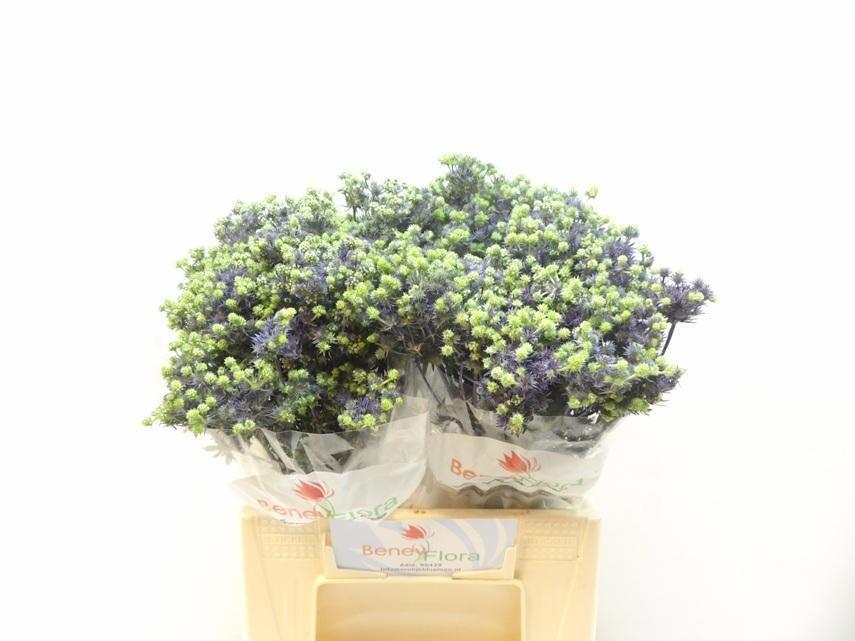 Eryng Pl Mag Purp St