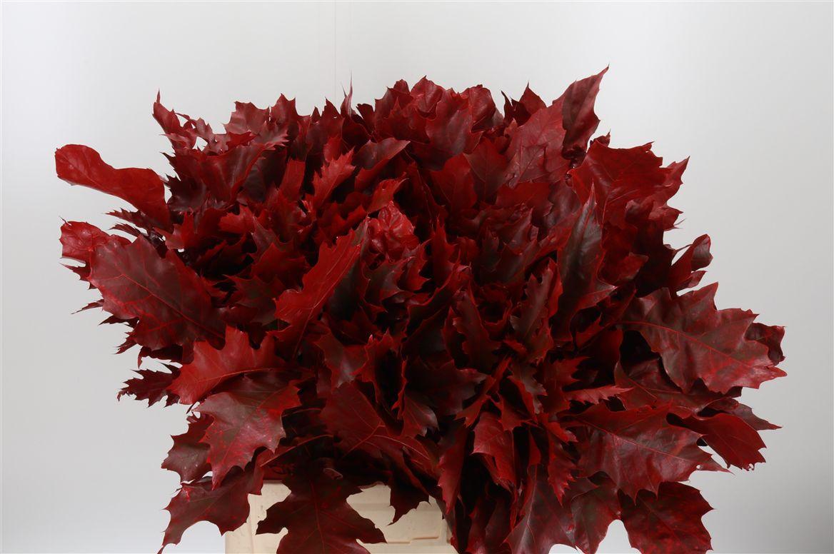 Eik Grof Rood