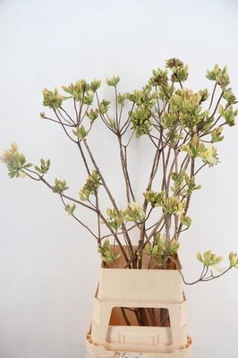 Rhododendron RHODO. LIME 120CM | Gardenline