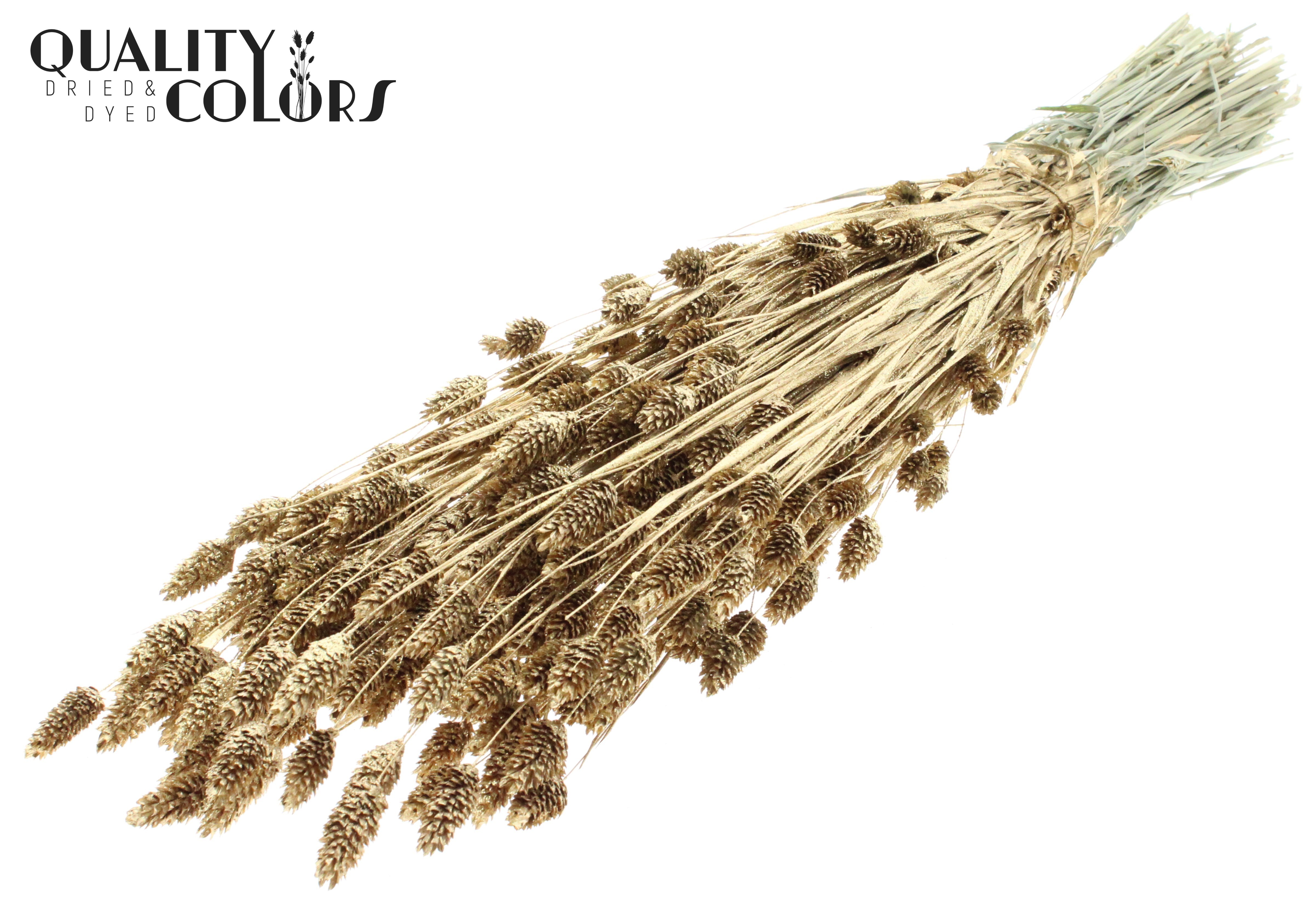Phalaris Antique Gold + Glitter Per Bunch 60cm 220gr.
