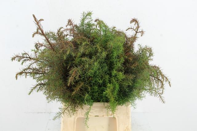 Cryptomeria Japonica Elegance Red Per Bunch 50cm