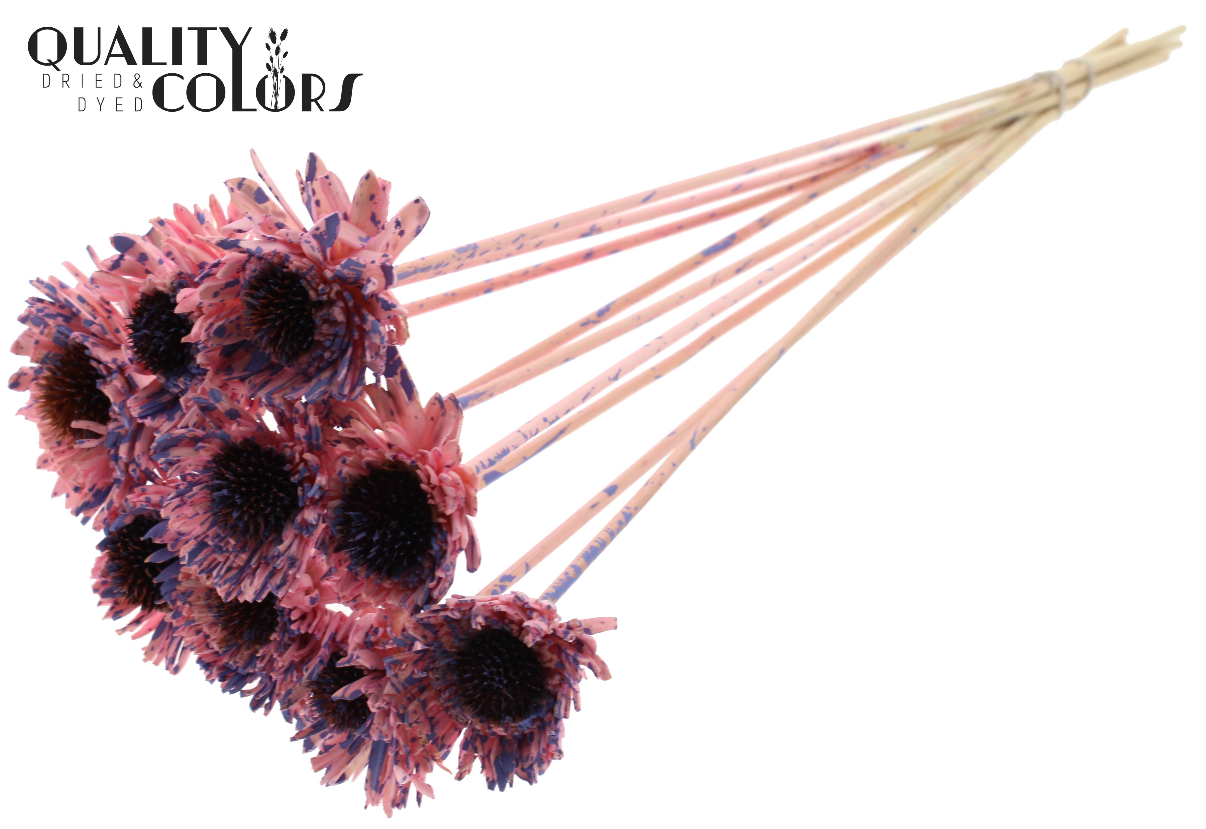 Shola Daisy Sunflower Splashed Pink Milka 50cm