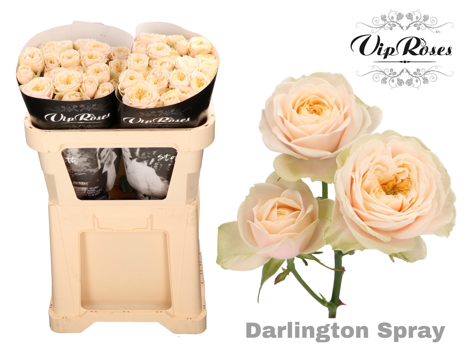 R Tr Darlington 70 cm