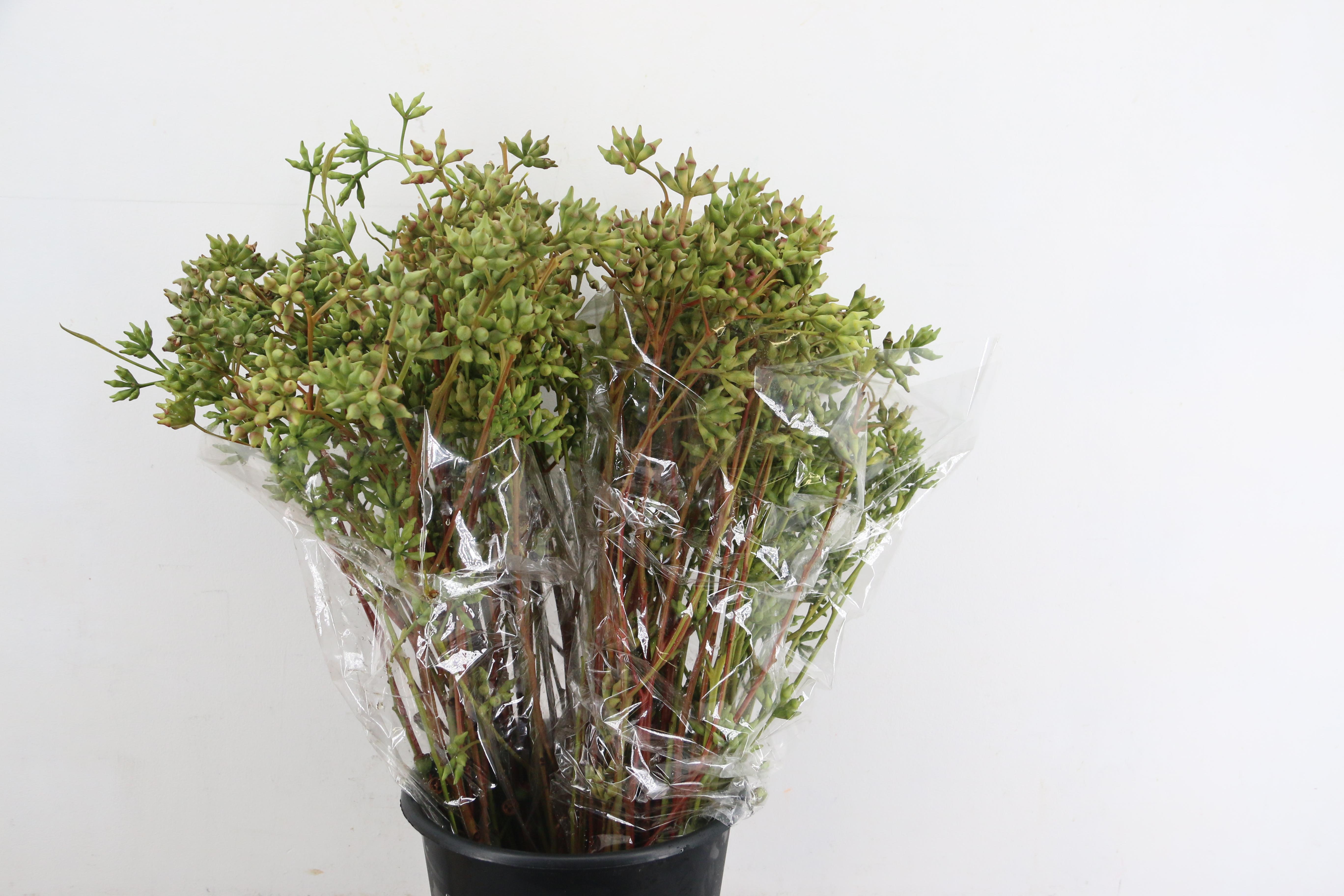 Eucalyptus Globulus Per Bunch 65cm 400gr.