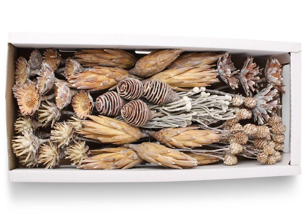 Exotic Assorti White Washed ( 70 St )