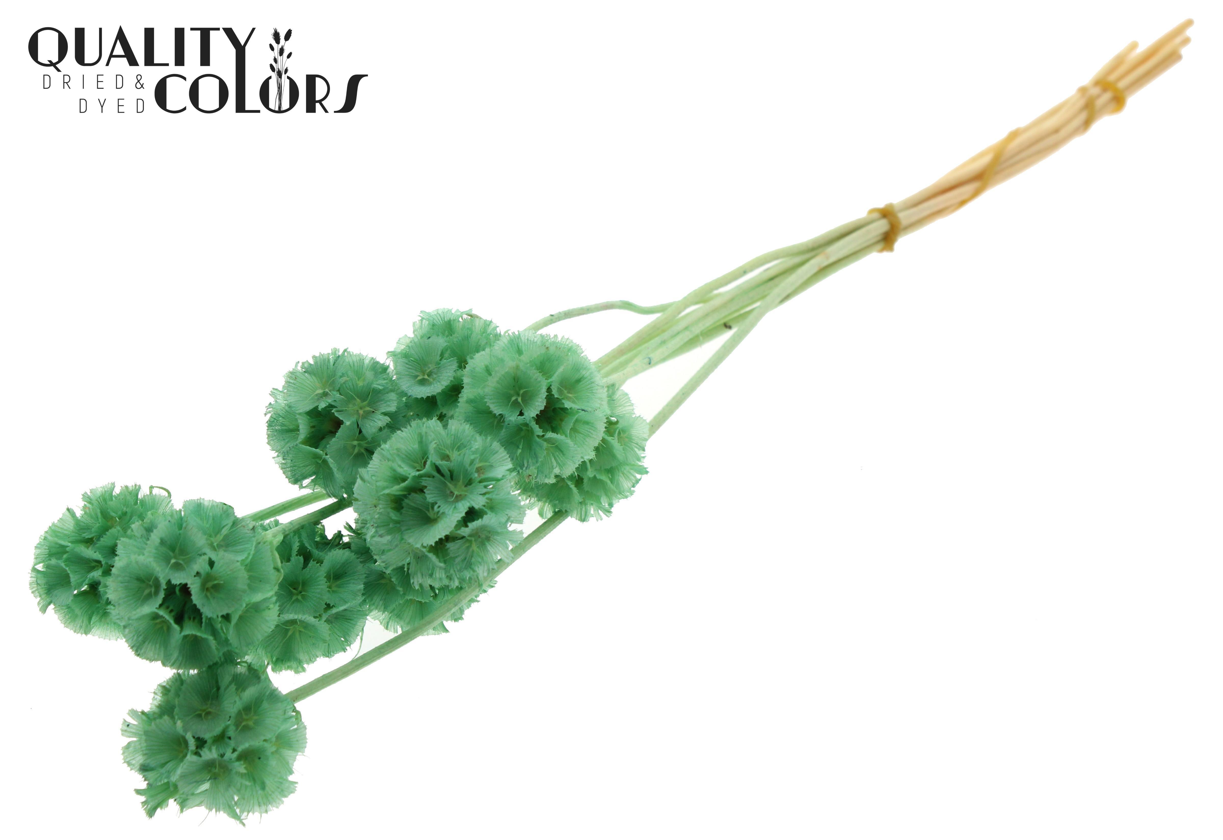 Scabiosa Mint Green Per Bunch 35cm
