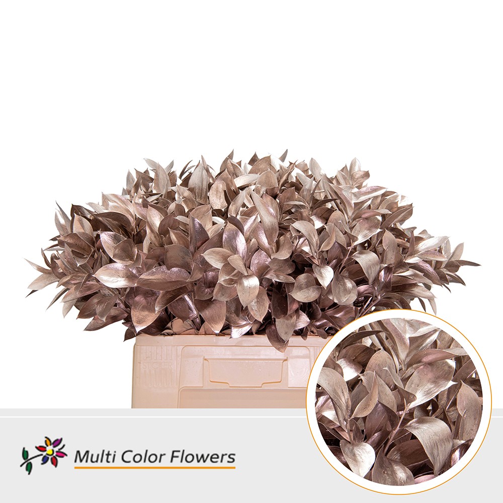 Ruscus Painted Hypophyllum Champagne 60cm