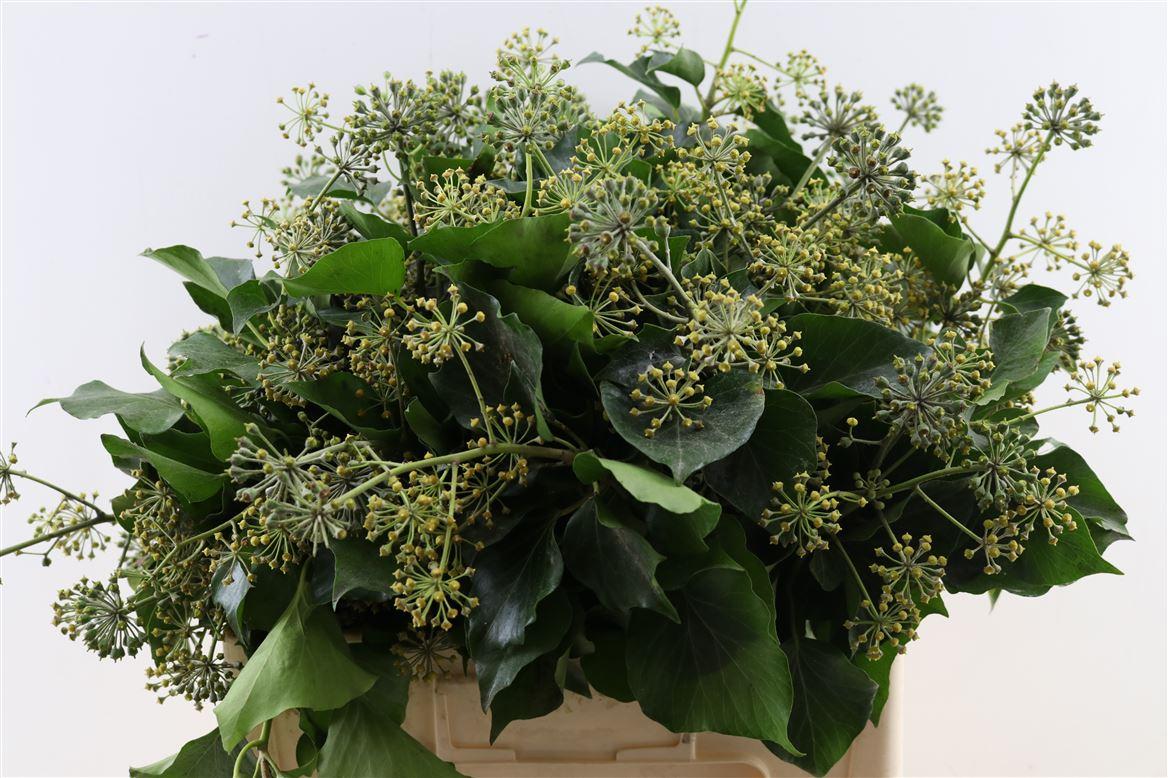 Hedera Blad Per Bundle