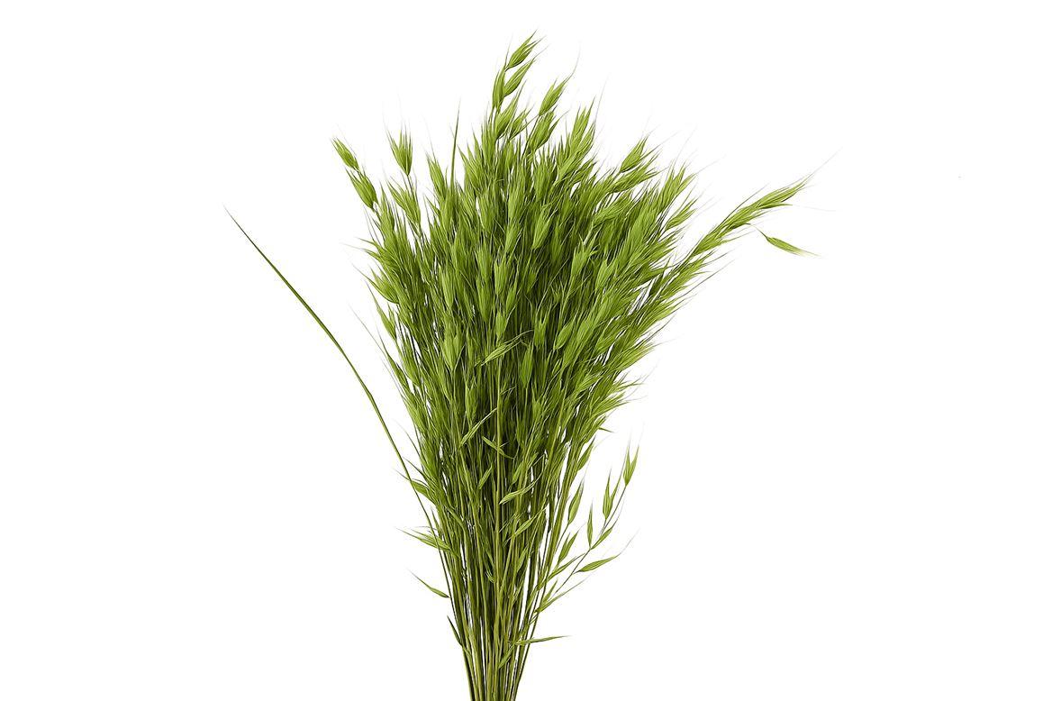 Dried Avena Wild X5 Lightgreen Bunch