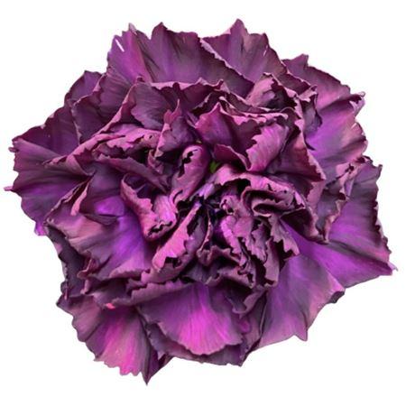 Di St Moontea 70