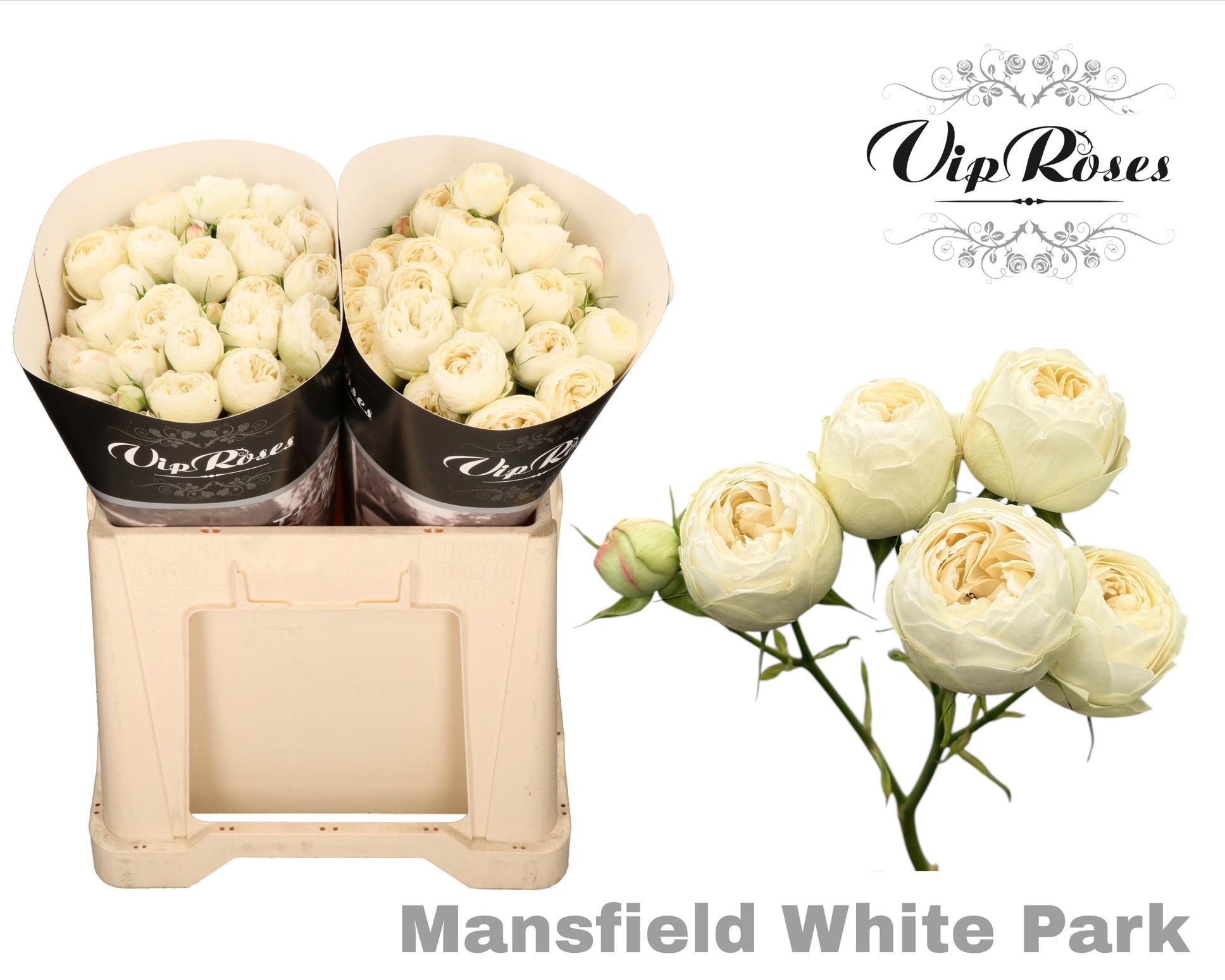 R Tr Mansfield White Park 577
