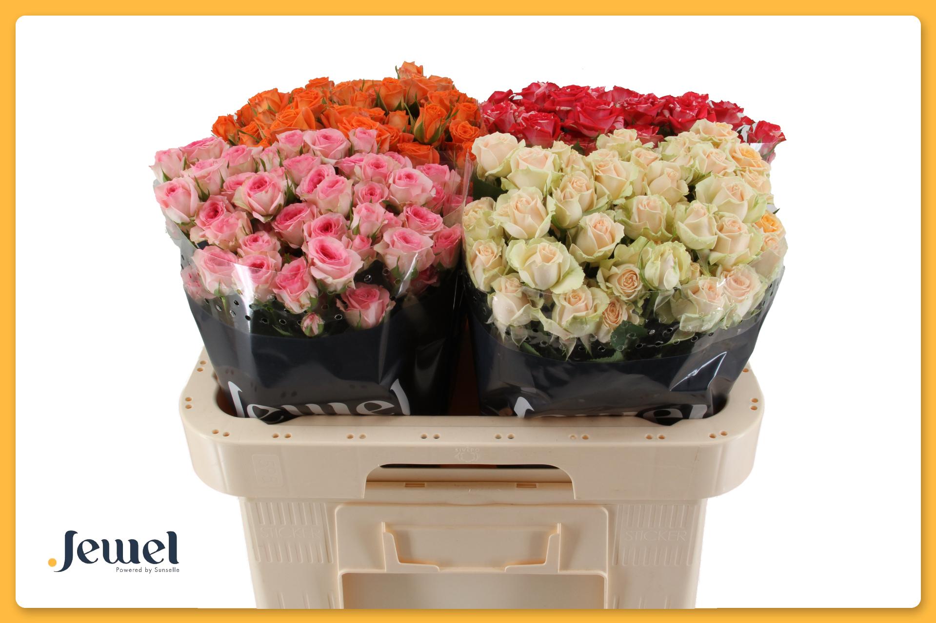 Rosa Spr Mixed In Bucket 60cm