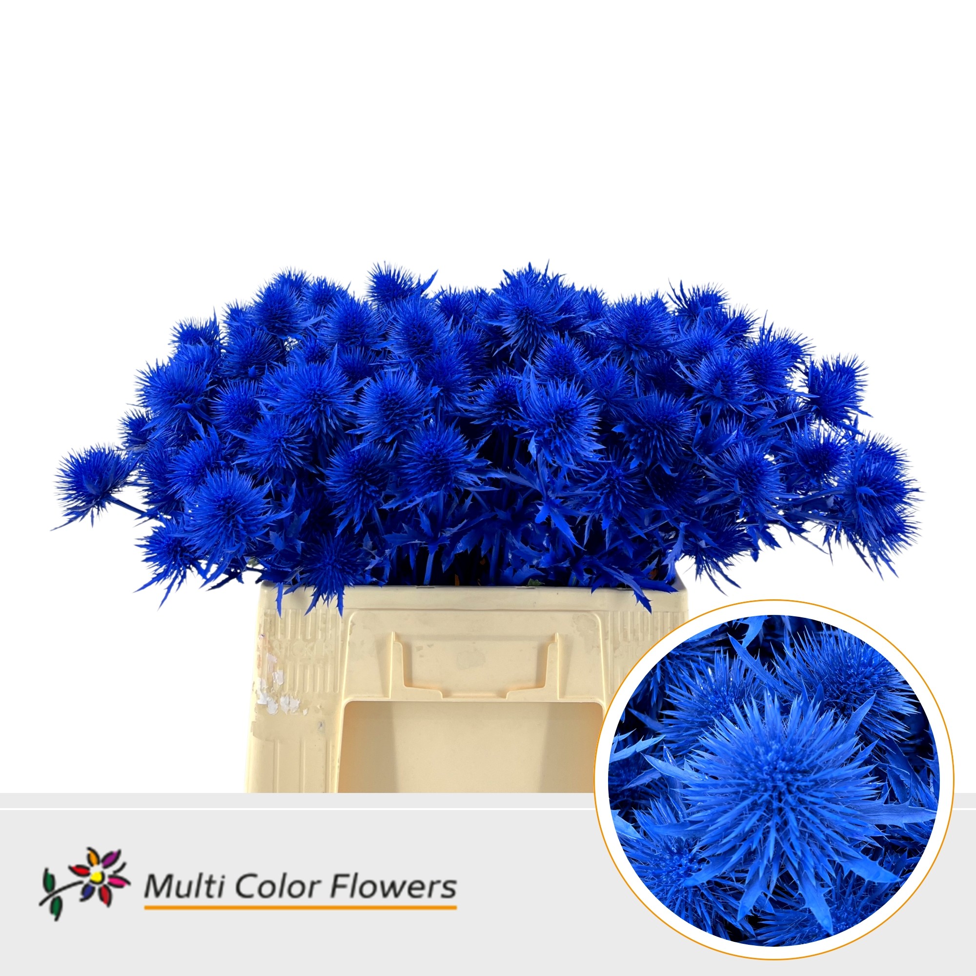 Eryngium Blauw Donker