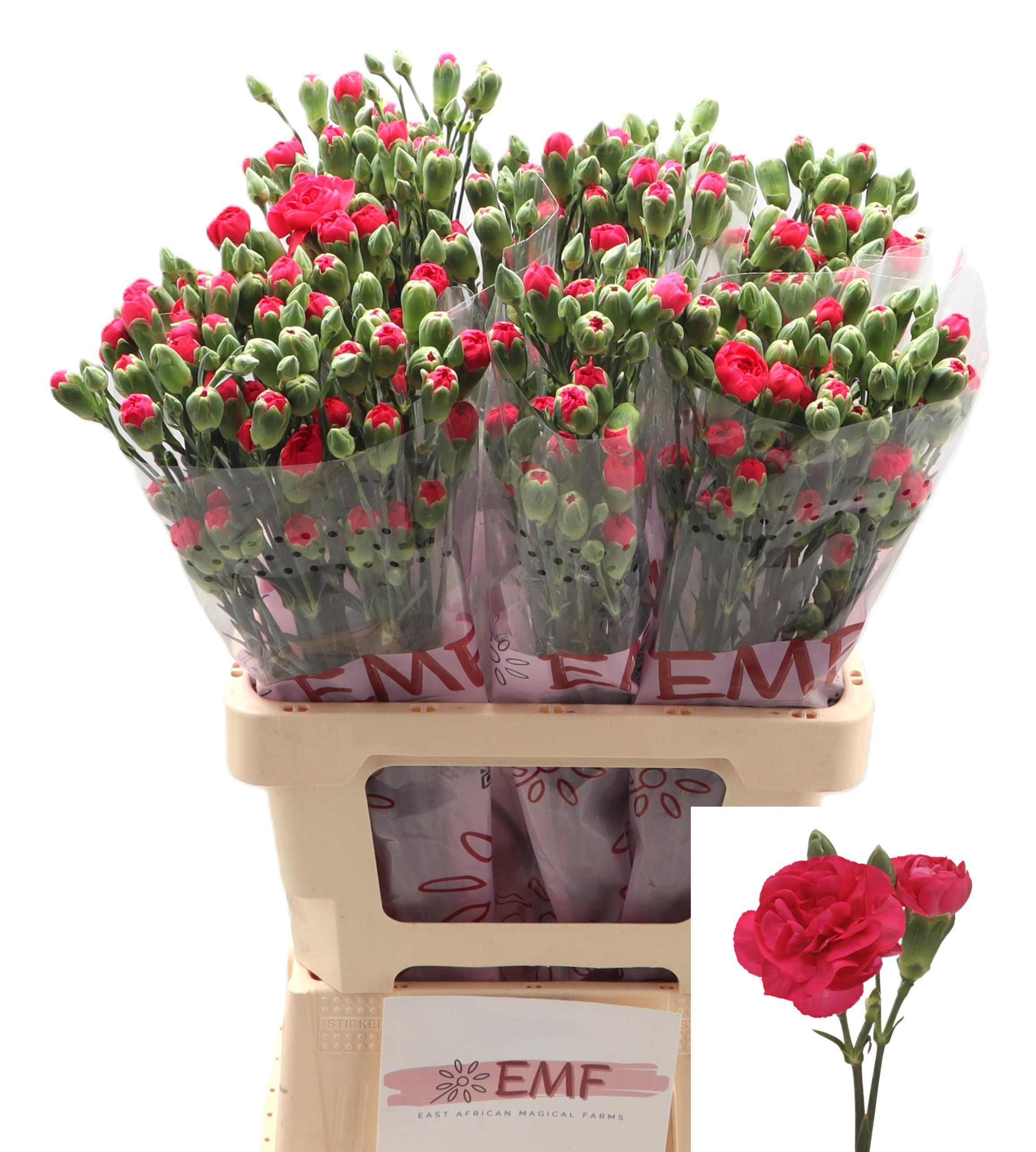Carnatuin Spray Cherry Blossom+ 65cm